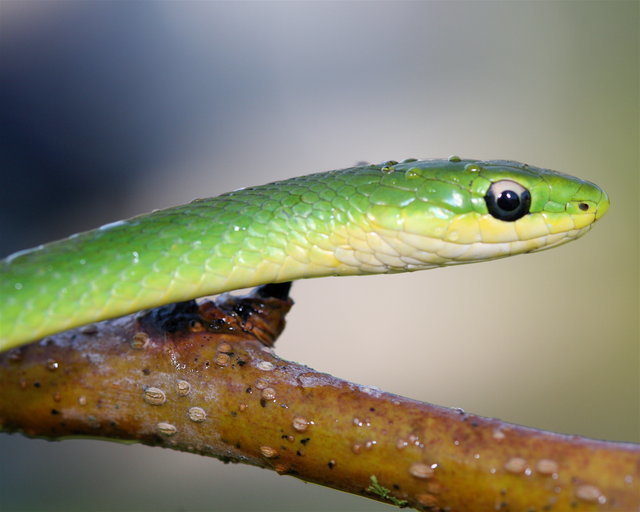 Rough Green Snake (Reptiles of Alabama) · iNaturalist