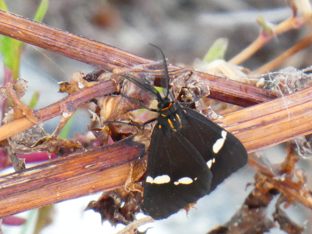 New Zealand Magpie Moth from Fyffe Quay, Kaikoura, New Zealand on