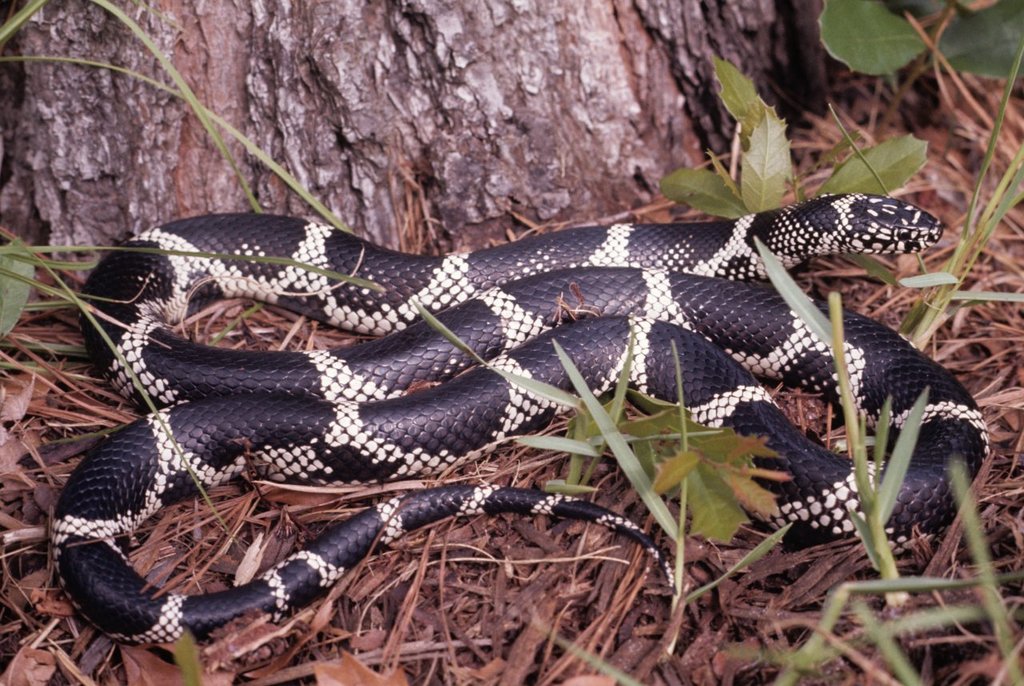 Eastern Kingsnake in September 1973 by Robert Simons. Payne's Prairie had a thriving population