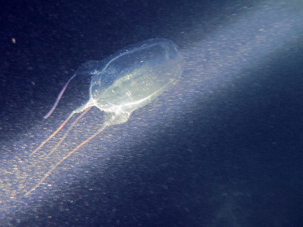 Sea Wasp (Jellyfish of the Cape Fear Region, NC) · iNaturalist