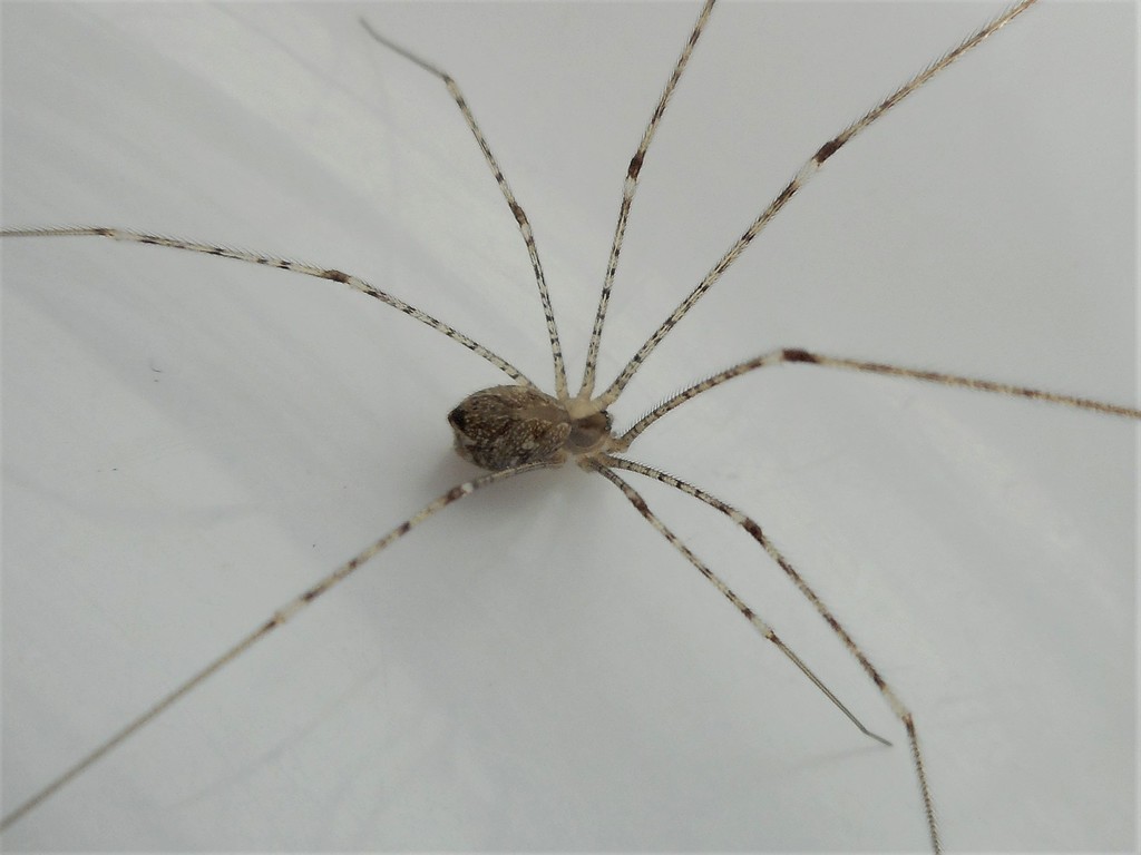 Tailed Cellar Spider (Spiders of Karnataka) · iNaturalist
