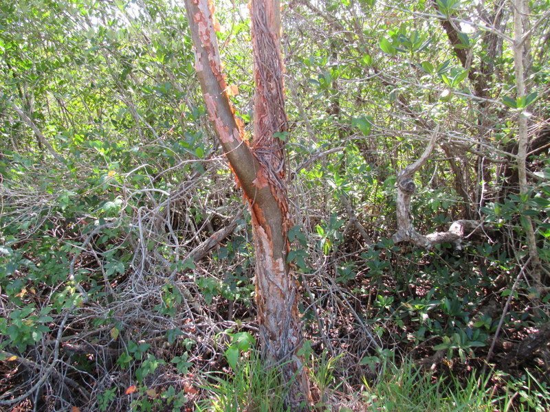 Gumbo Limbo from Sanibel, FL, USA on February 8, 2020 at 1222 PM by