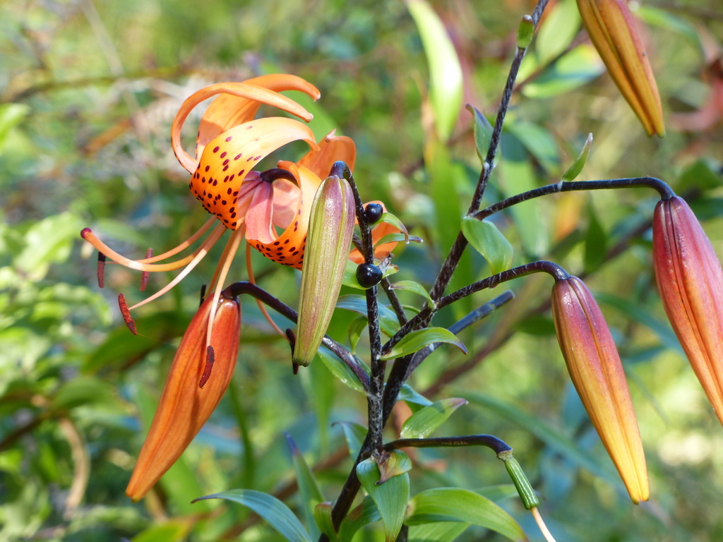 tiger lily from Bluff 9814, New Zealand on January 26, 2020 at 0732 AM