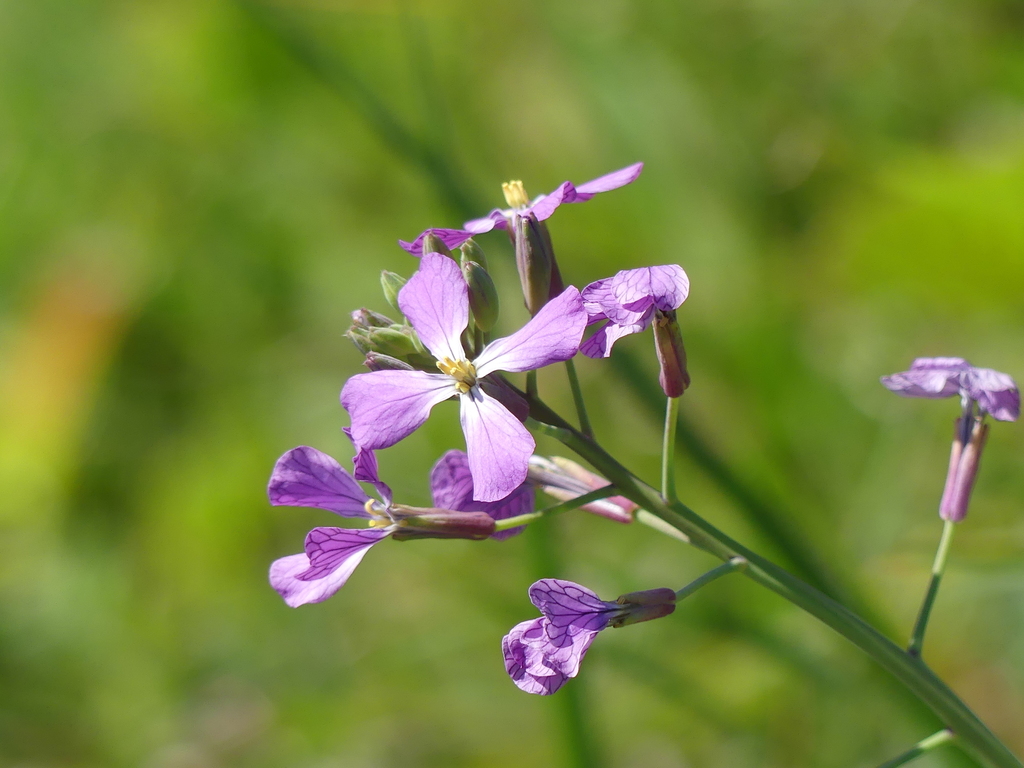 Radishes (Brassicaceae (Mustard) of the Pacific Northwest) · iNaturalist