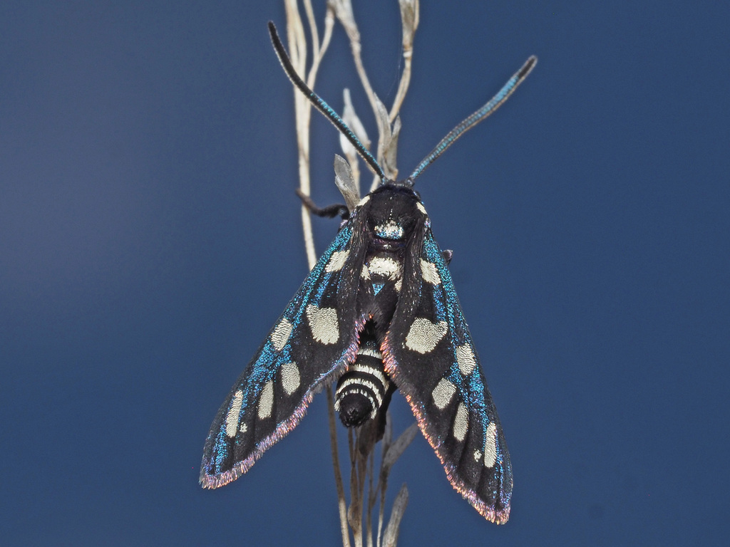 Amata khoisana khoisana from Eagle Falls, Kammanassie, Western Cape, Südafrika on October 19