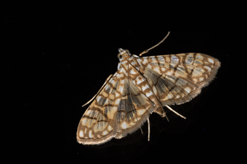 Genus Synclera · iNaturalist