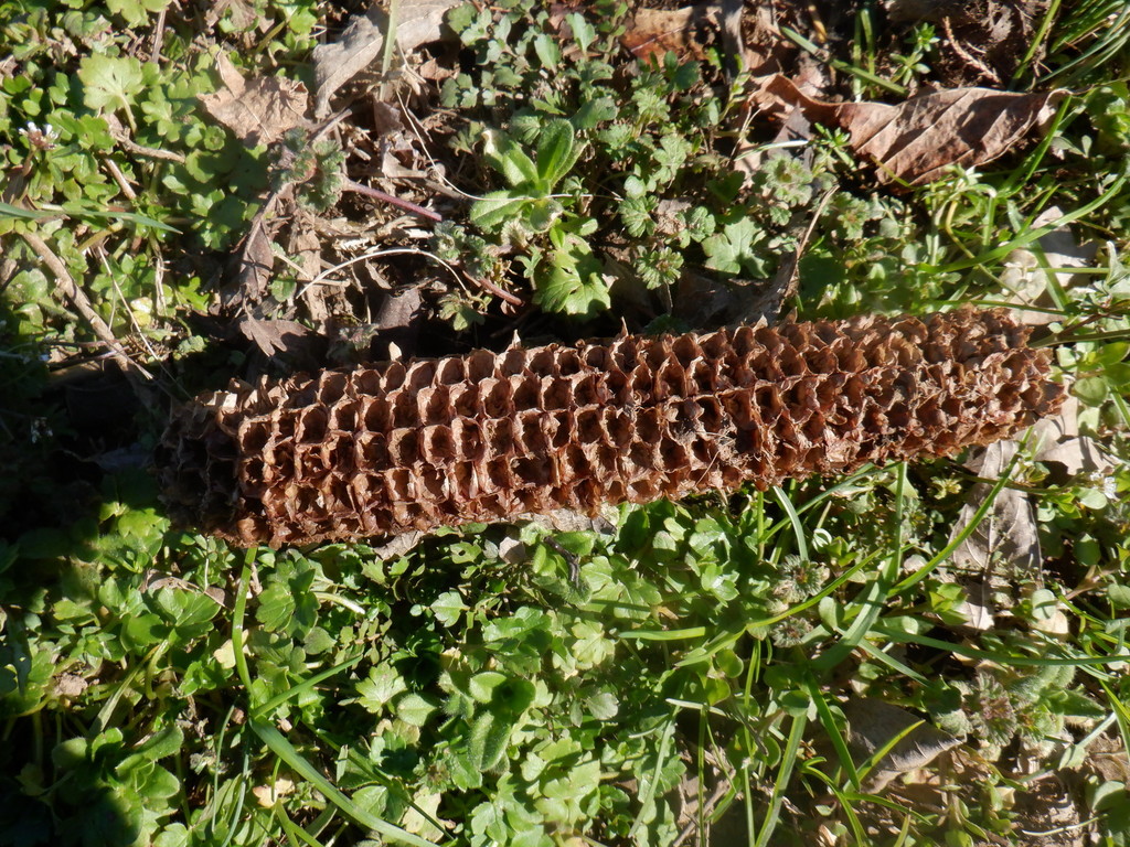 Maize from Jerry Erwin Park, Spring Hill, TN, US on February 29, 2020