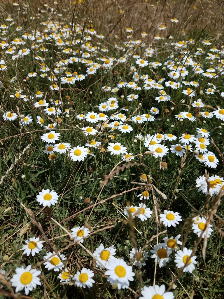 oxeye daisy from Port WaikatoWaikaretu Road on January 10, 2020 at 12
