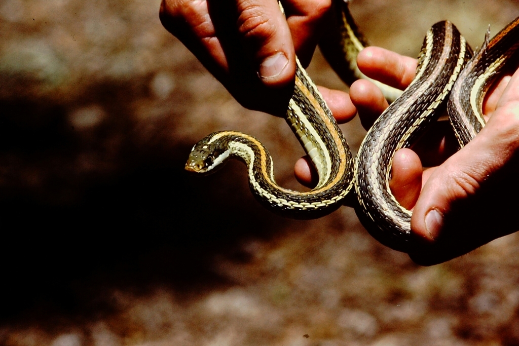Arid Land Ribbon Snake (Snakes of the Texas and Oklahoma Panhandles and