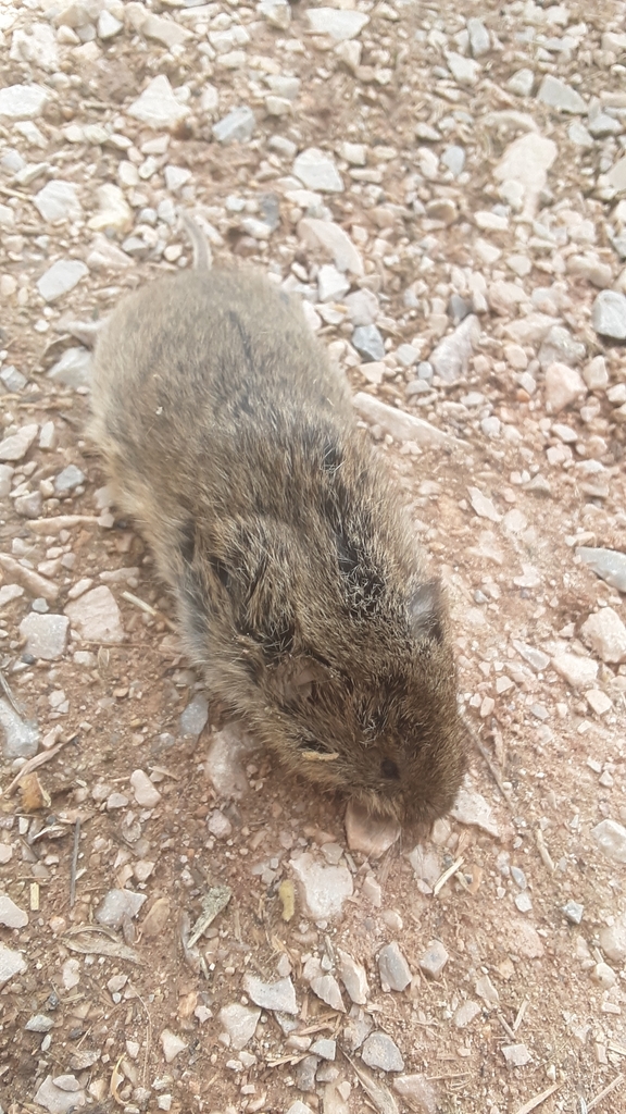 Sagebrush Vole from Yellowstone County, USMT, Lewis and Clark National