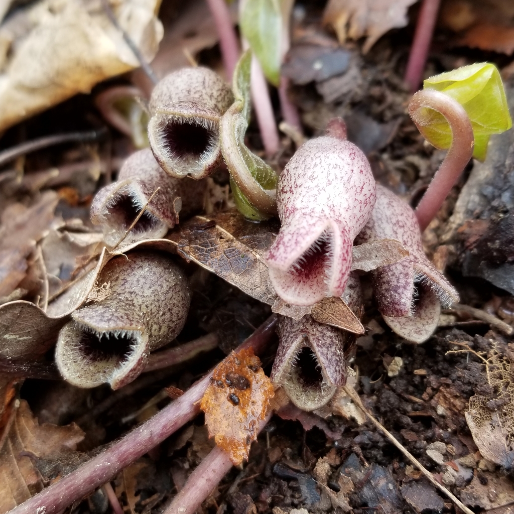 Little Brown Jugs Flowering Plants in Anderson County, TN