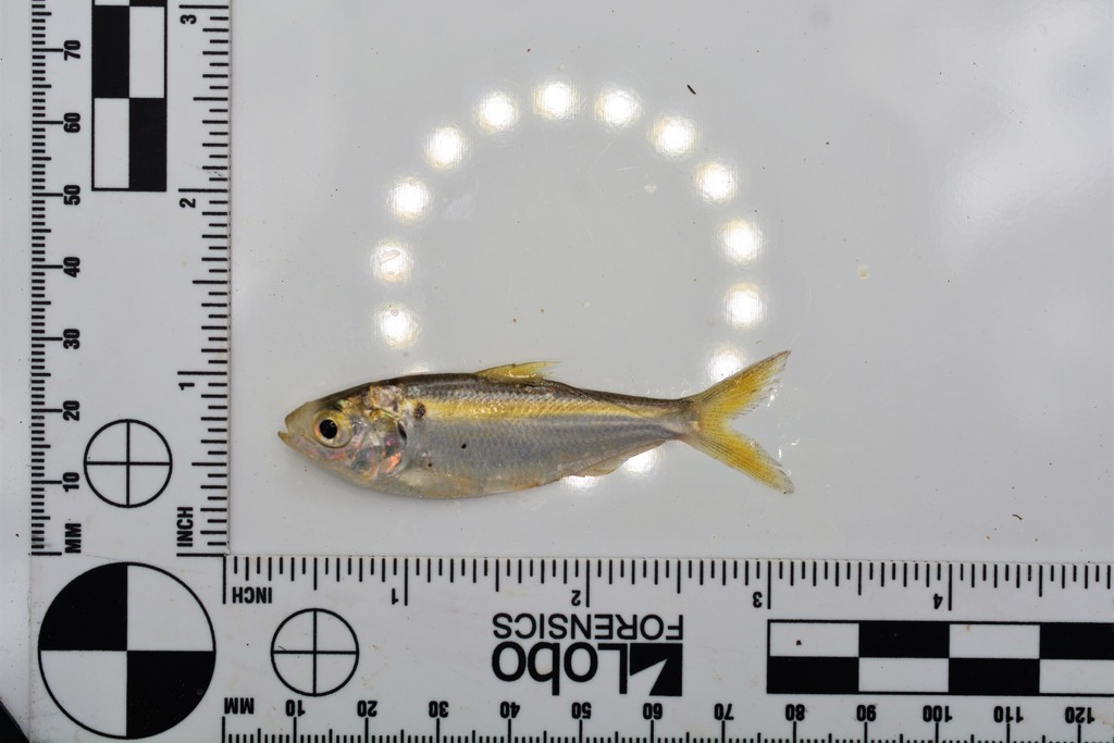 Threadfin Shad (Wildlife of Cherry Creek State Park) · iNaturalist