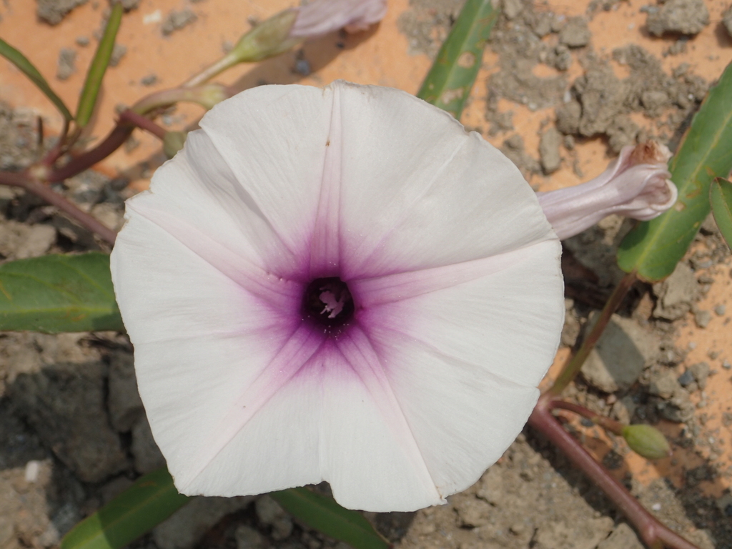 Water Morning Glory (Invasive/Noxious Plants) · iNaturalist