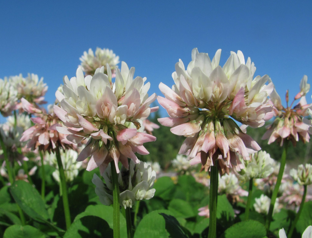 white clover (Plants of Anguilla) · iNaturalist