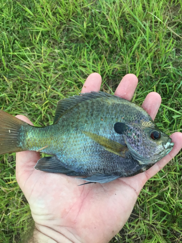Coppernose Bluegill (Guide to Fish of Calhoun County Alabama) · iNaturalist