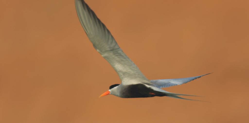 Blackbellied Tern Grasses of Chhattisgarh, India) · iNaturalist