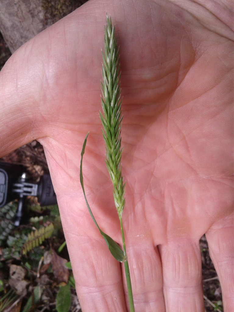 sweet vernal grass (Plants Wild Latitudes Iceland Tour