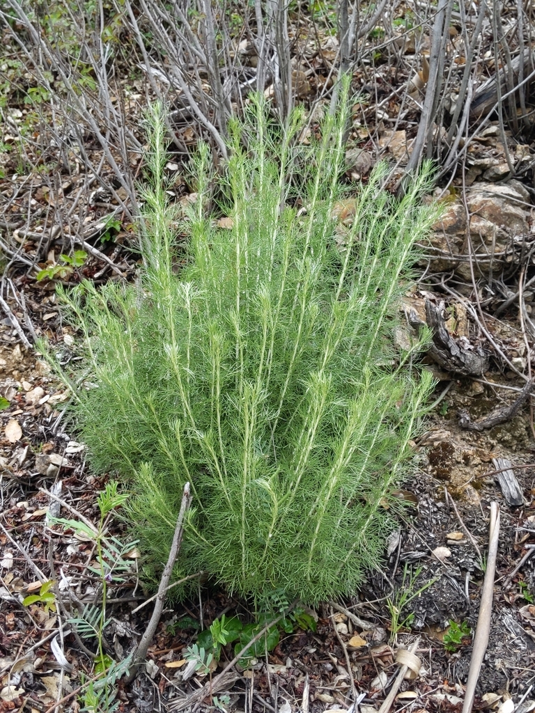 California sagebrush (Arastradero Preserve Late Summer ) · iNaturalist