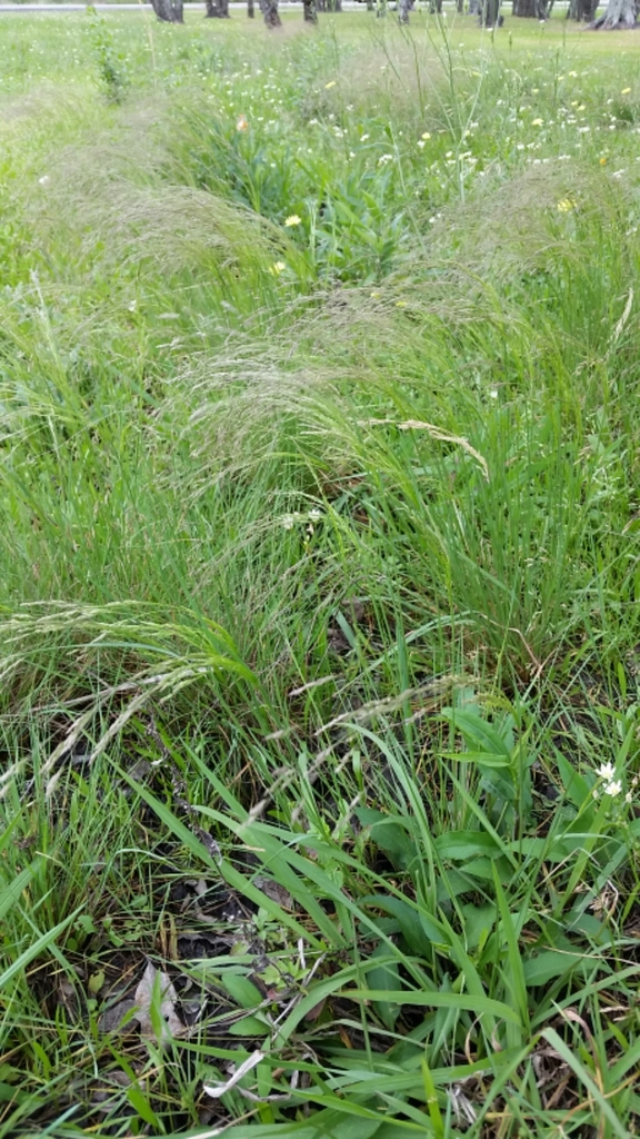 Winter Bentgrass (Guide to Irvine's Wetland) · iNaturalist