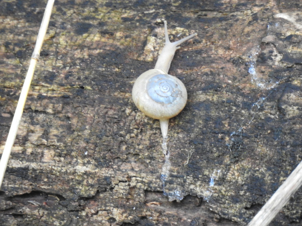 Helicoid Land Snails from Tarrant, Texas, United States on March 31