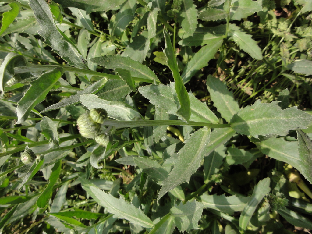 Canada Thistle (Invasive Plants of Maryland) · iNaturalist