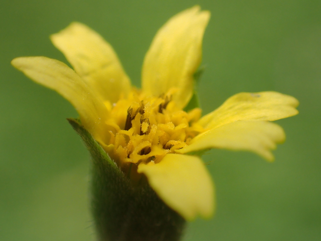 straggler daisy (Plants of Central Queensland) · iNaturalist