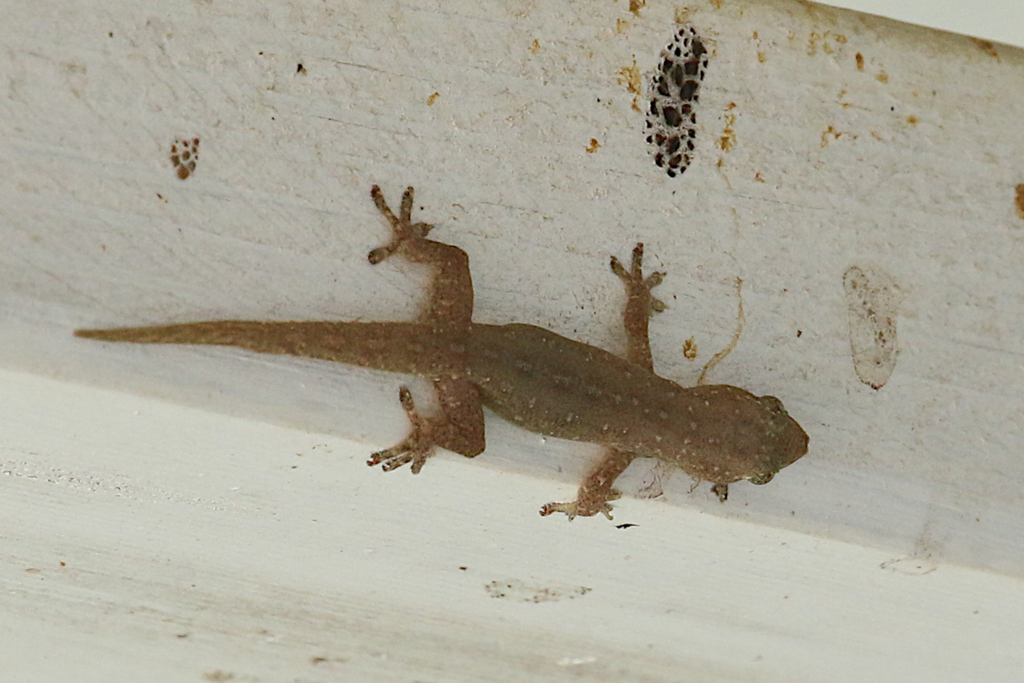 Besucona asiática desde Saibai Island, Queensland 4875, Australia el