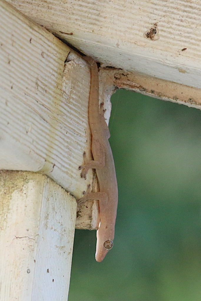 Asian House Gecko from Saibai Island, Queensland 4875, Australia on