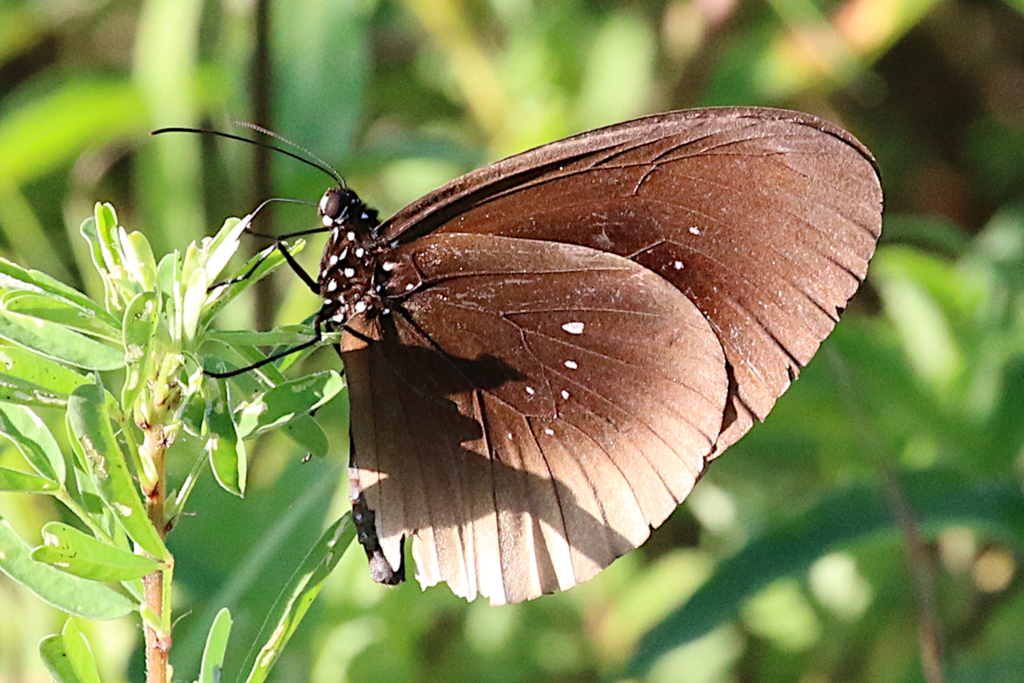 Nobrand Crow from Saibai Island, Queensland 4875, Australia on March 4