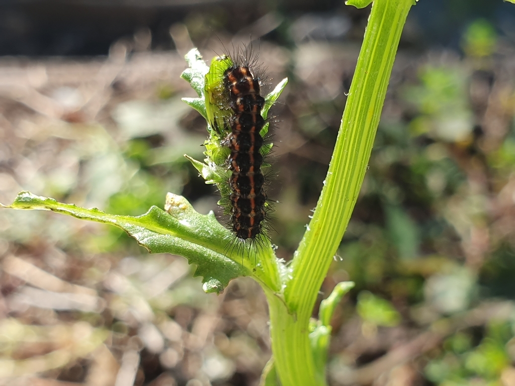 New Zealand Magpie Moth from Helensburgh, Dunedin 9010, New Zealand on