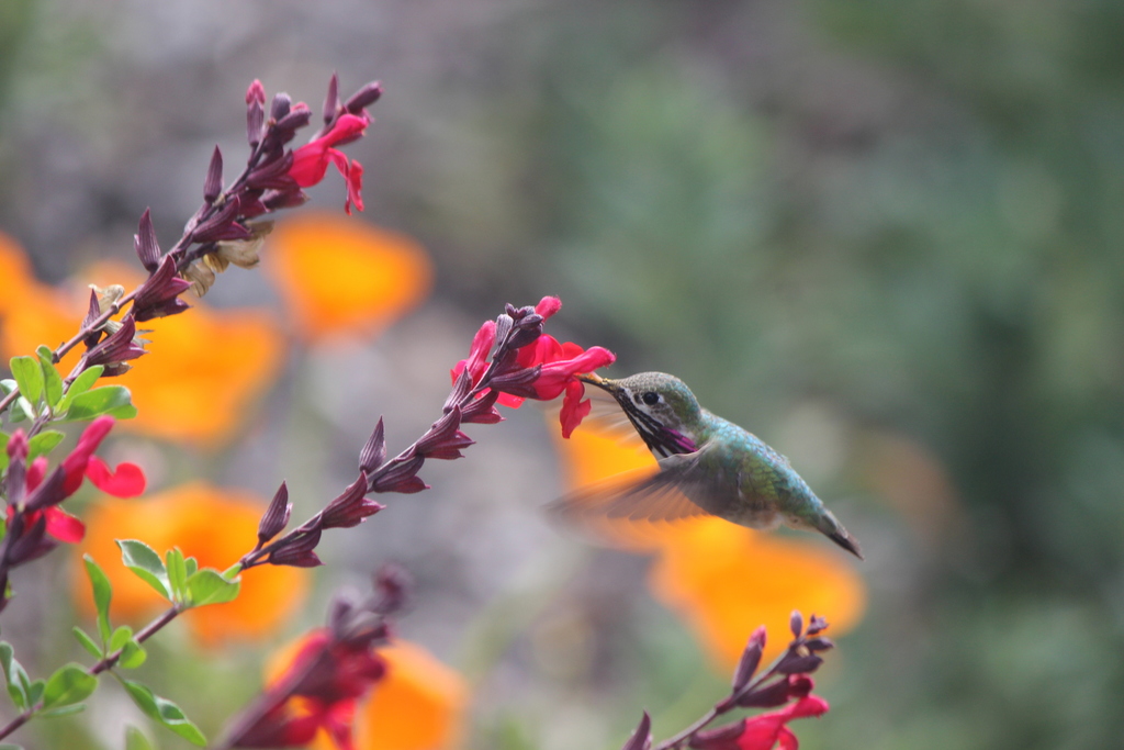 Zumbador Garganta Rayada desde 5401 N Peck Rd, Arcadia, CA 91006, USA