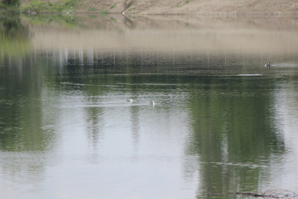 Clark's Grebe from 5401 N Peck Rd, Arcadia, CA 91006, USA on April 11