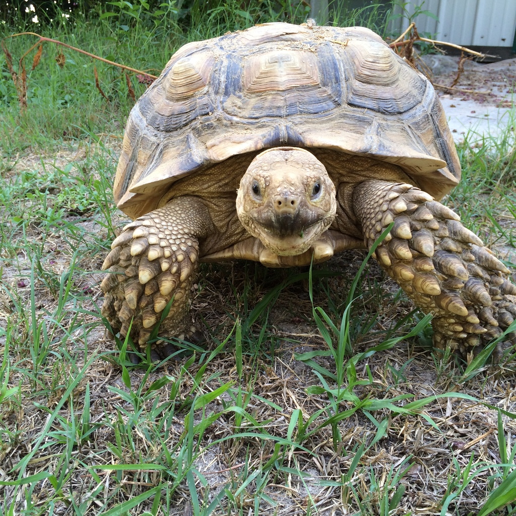 African Spurred Tortoise (Reptiles of Pennsylvania) · iNaturalist
