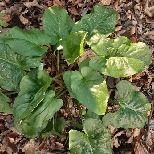 arum lilies (Araceae (Arum of Callalily) of the Pacific Northwest