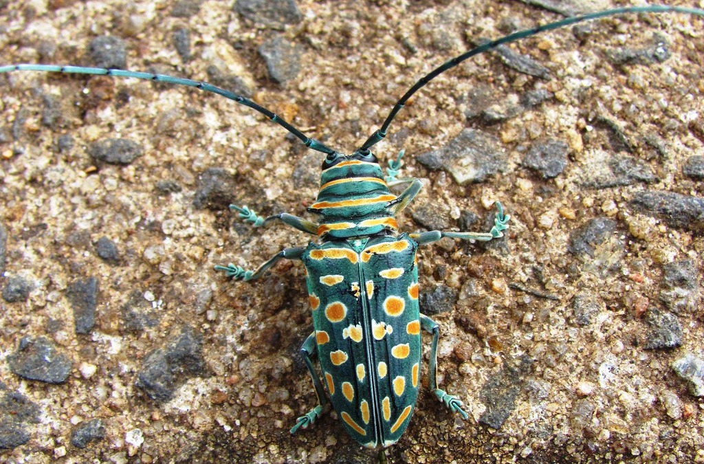Jewel Longhorn Beetle (Longhorn beetles of southern Africa) · iNaturalist