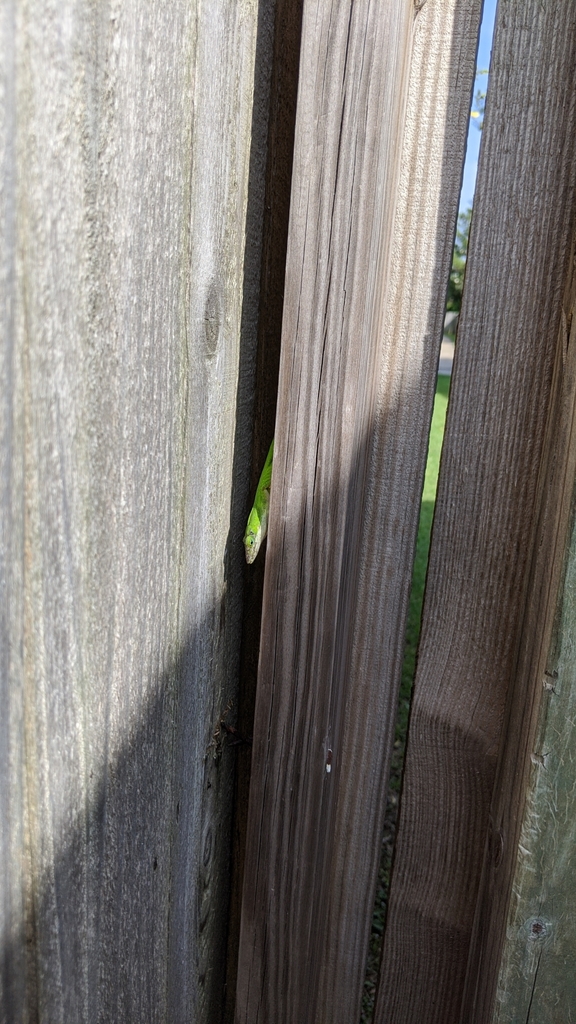 Green Anole from Kelliwood Gardens, TX 77450, USA on April 20, 2020 at
