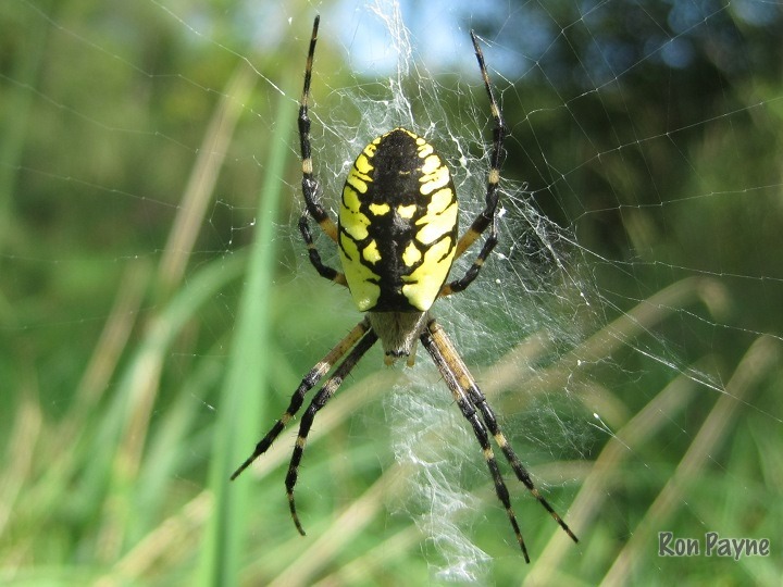 Yellow Garden Spider from Otter View Park on August 26, 2011 by Ron