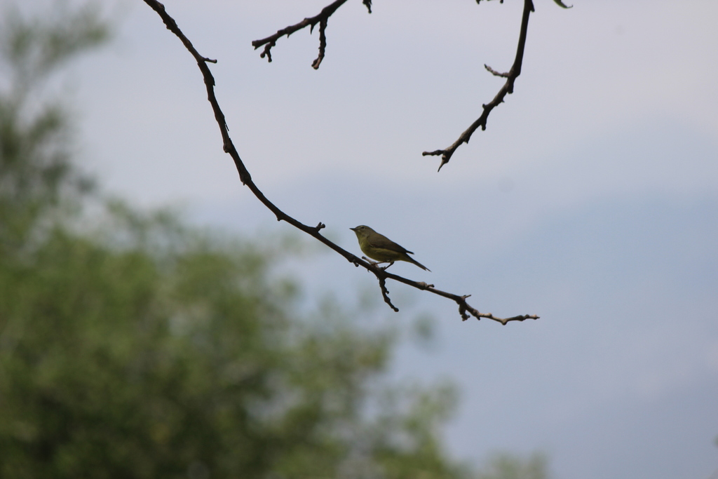 Orangecrowned Warbler from 5401 N Peck Rd, Arcadia, CA 91006, USA on