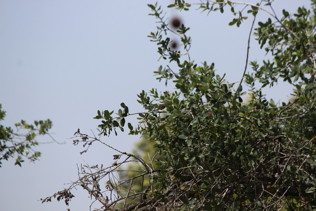 Orangecrowned Warbler from 5401 N Peck Rd, Arcadia, CA 91006, USA on