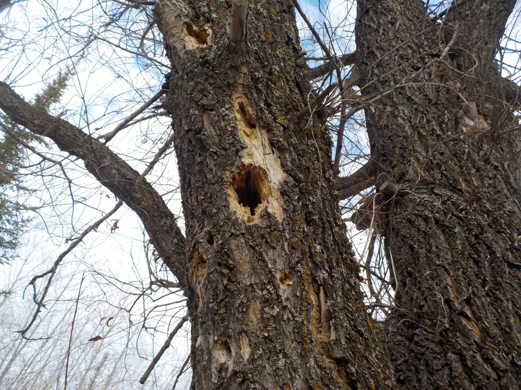 Animals from Duluth, MN 55803, USA on June 06, 2016 at 1104 AM by