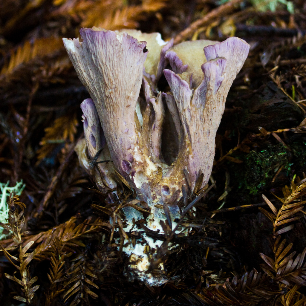 pig's ears (Fungi of Bhutan) · iNaturalist