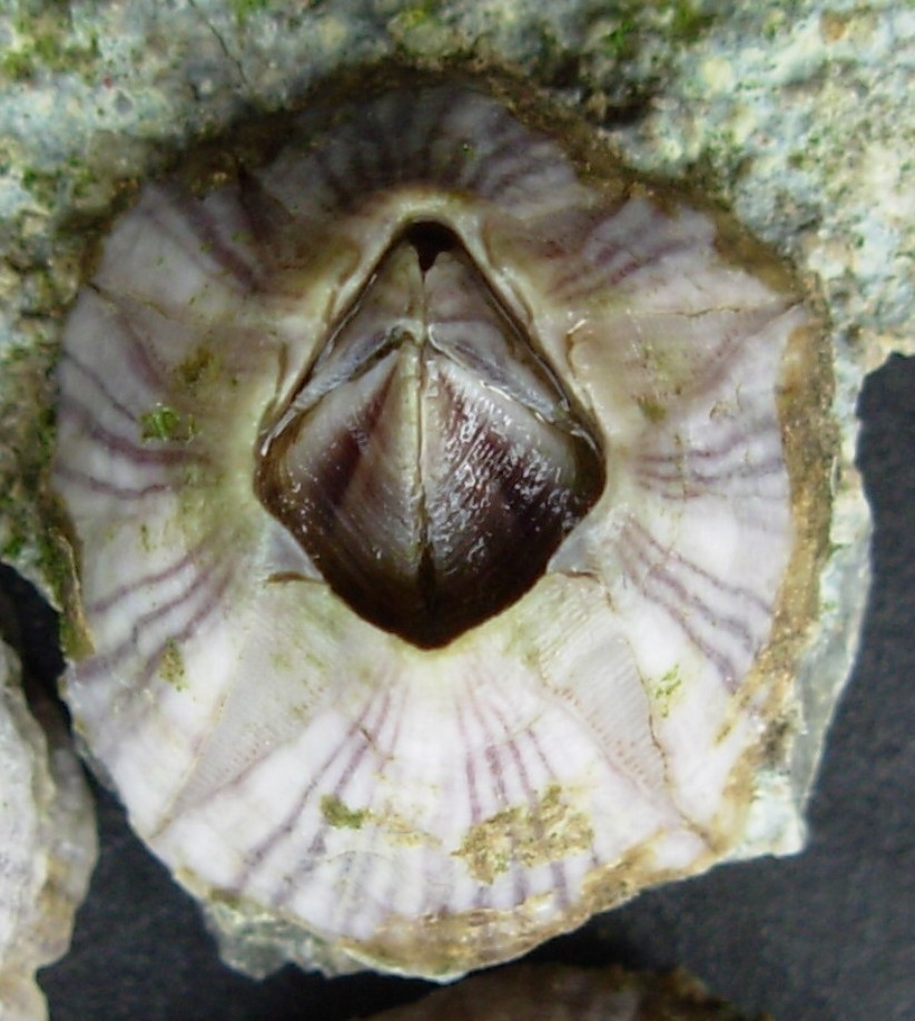 Redstriped barnacle Marine Invertebrates of Lake Merritt