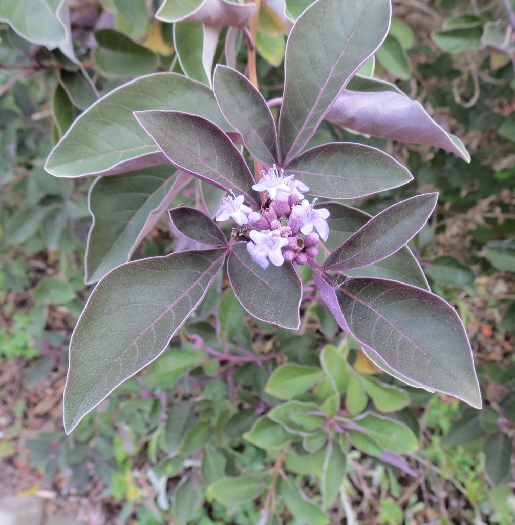 simpleleaf chastetree from Peers Village Fish Hoek, Cape Town, 7975