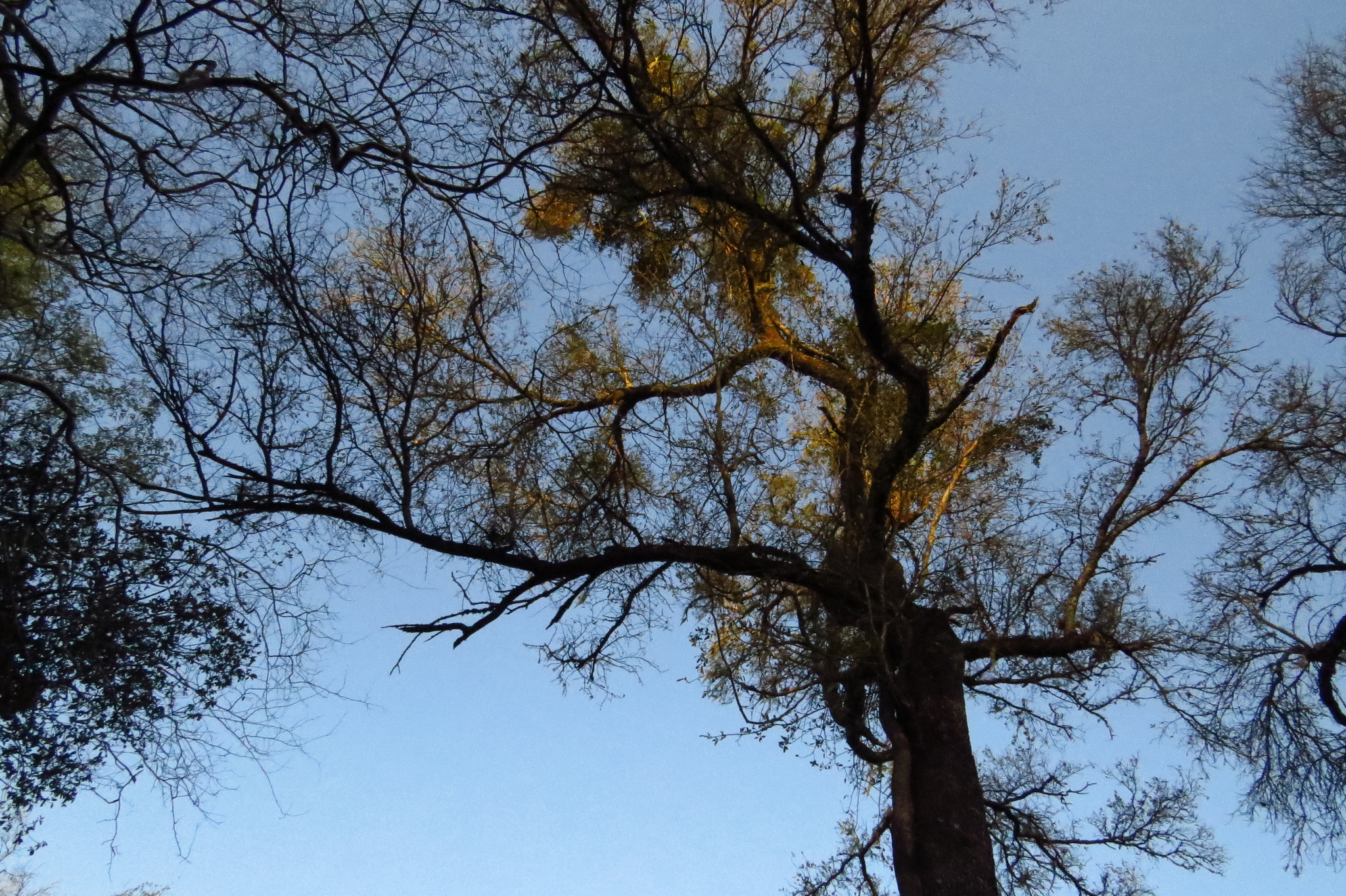 Andere Plätze In Gefahr Erbe arbol quebracho Salon Ein Picknick haben