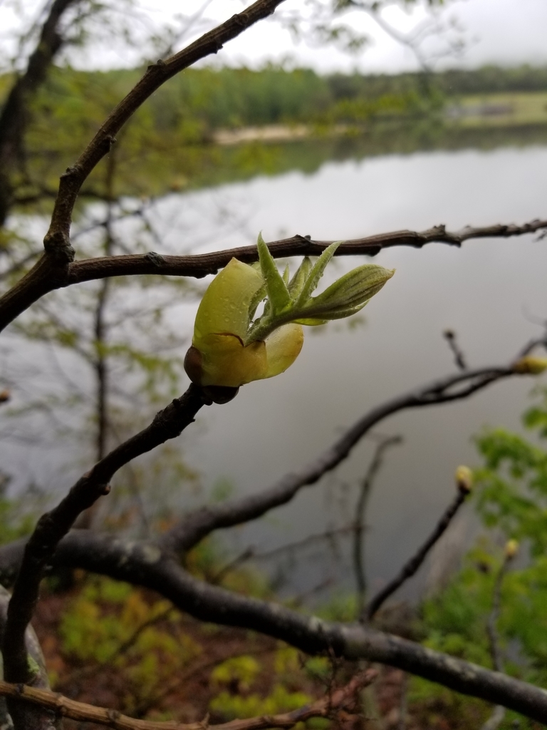 shagbark hickory from Earlysville, VA 22936, USA on April 26, 2020 at