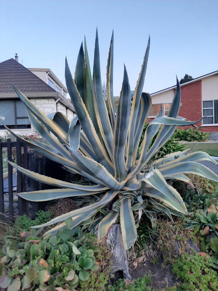 American century plant from Christchurch including Banks Peninsula, NZ