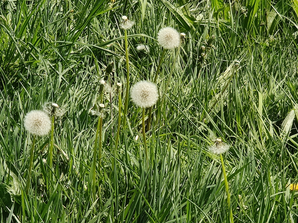 common dandelion from Sale M33, UK on April 25, 2020 at 0410 PM by Stuart Fraser · iNaturalist