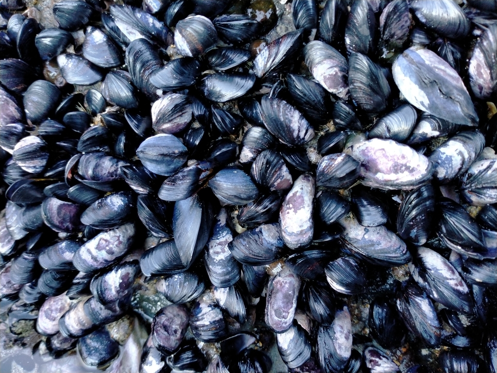 Tasmanian Blue Mussel from Dunedin, NZOT, NZ on April 28, 2020 at 02