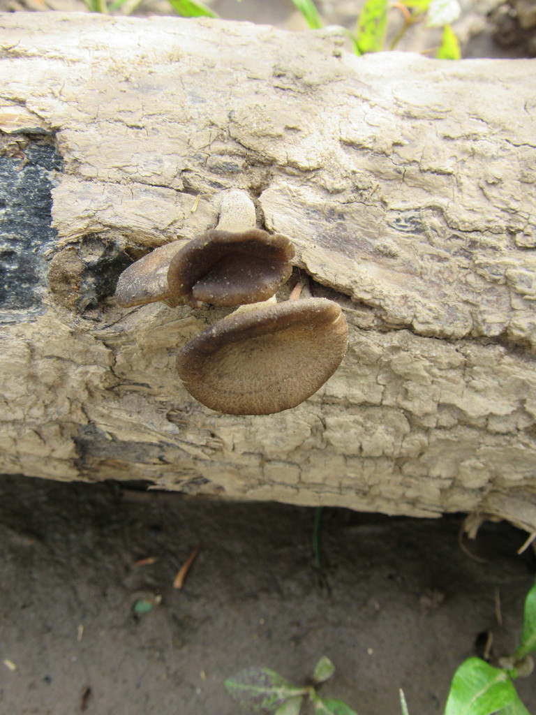 Basidiomycete Fungi from 2679 Dietrich Rd, Foristell, MO 63348, USA on
