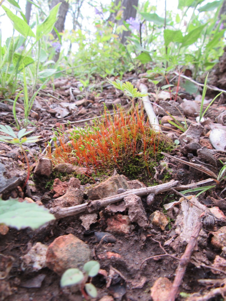 jointtoothed mosses from 2679 Dietrich Rd, Foristell, MO 63348, USA on